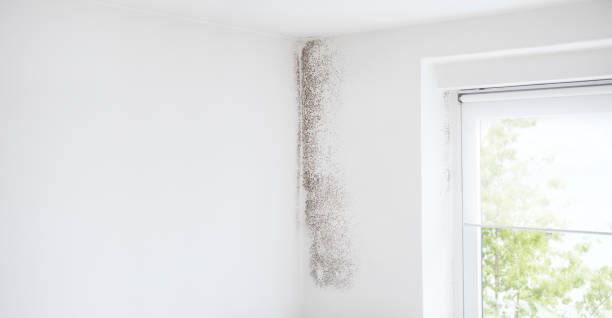 Best Forensic Mold Investigation  in Essex Fells, NJ