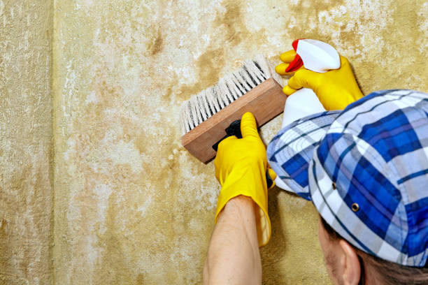 Best Mold Remediation for Healthcare Facilities  in Essex Fells, NJ
